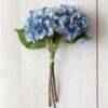 Bunch Hydrangea, Blue