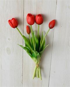 Red Tulip